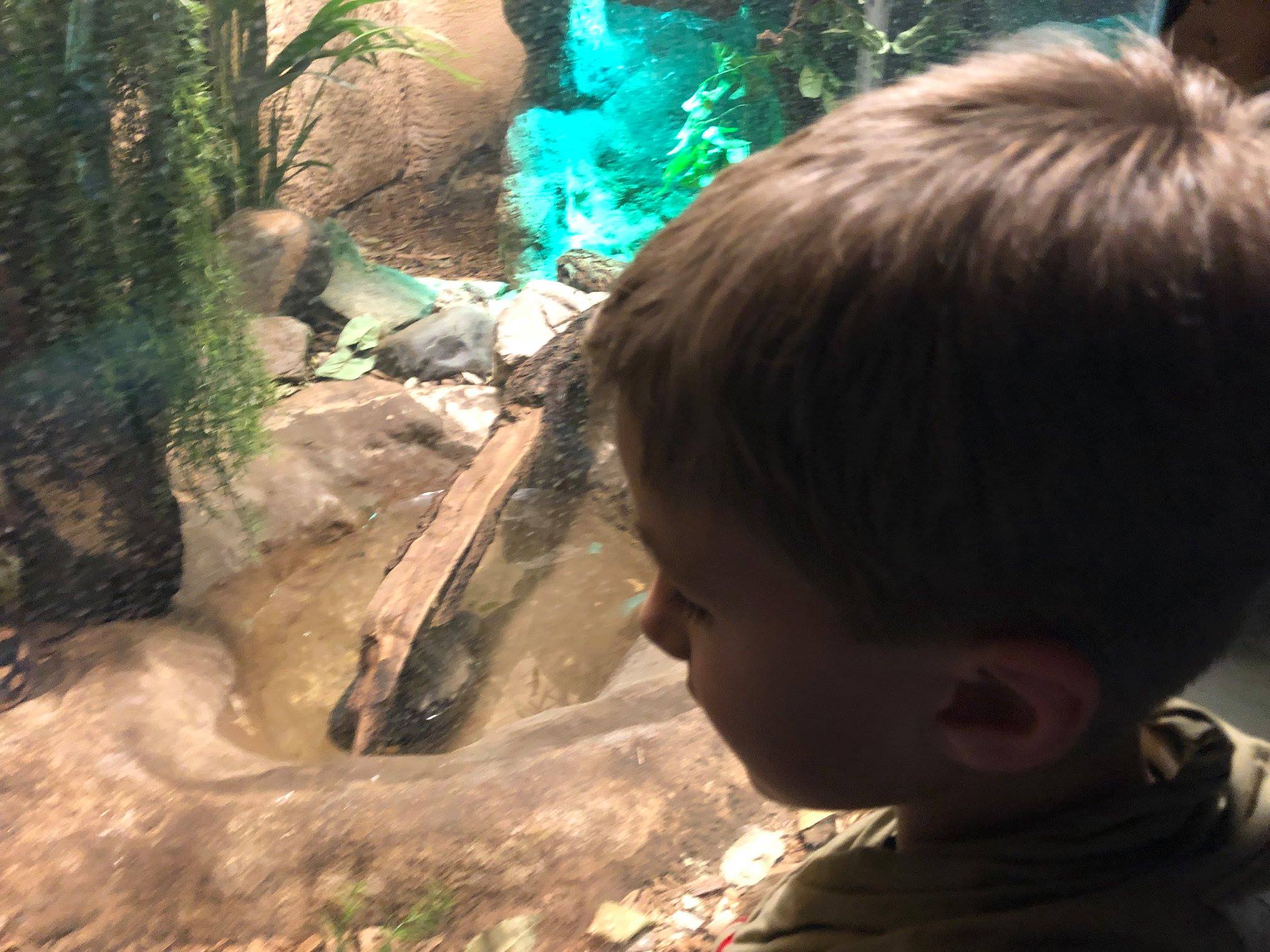 Sint-Martinus den XIIde - Zoo Antwerpen Kapoenen